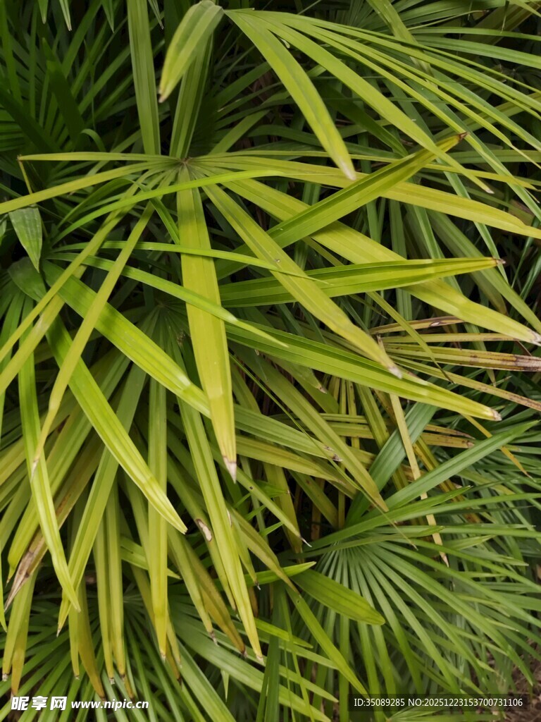 翠绿舒展的棕榈叶