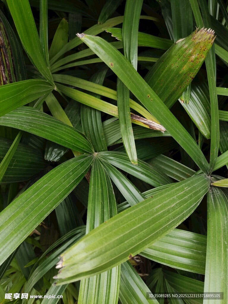 翠绿舒展的细长叶片植物