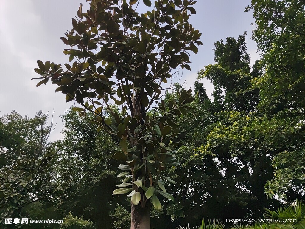 高大树木与周边绿植景观