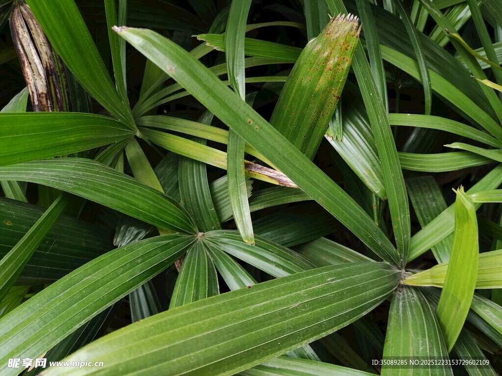 翠绿舒展的细长叶片植物
