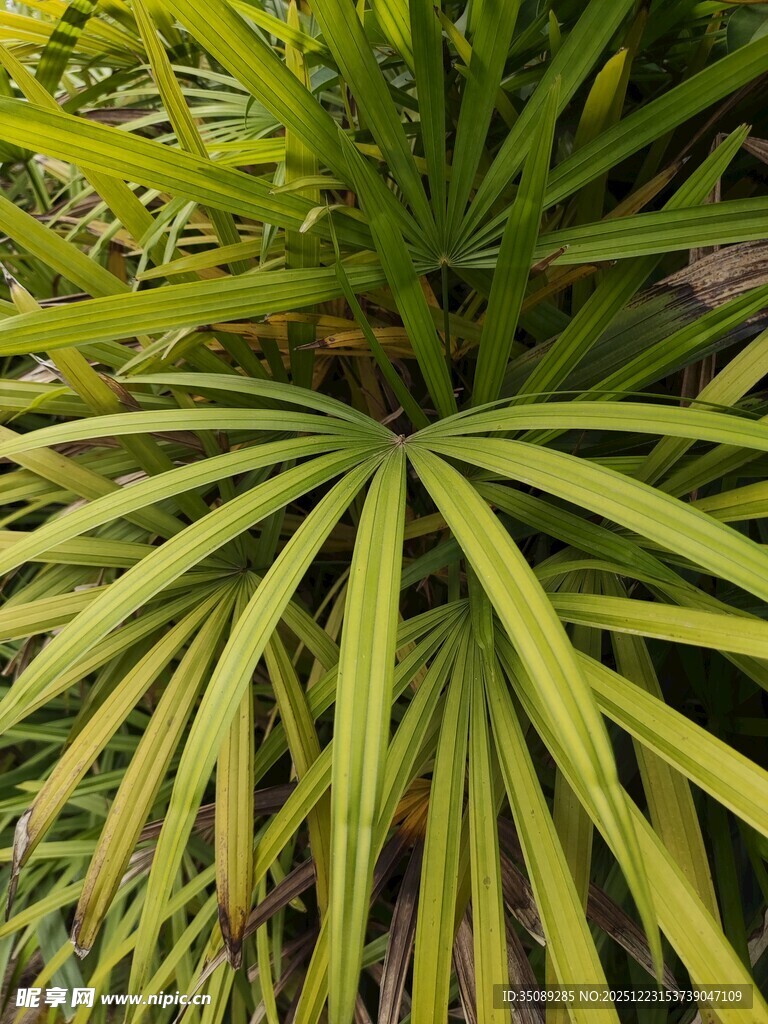 扇形绿叶植物特写