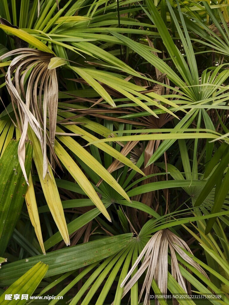 翠绿棕叶植物特写
