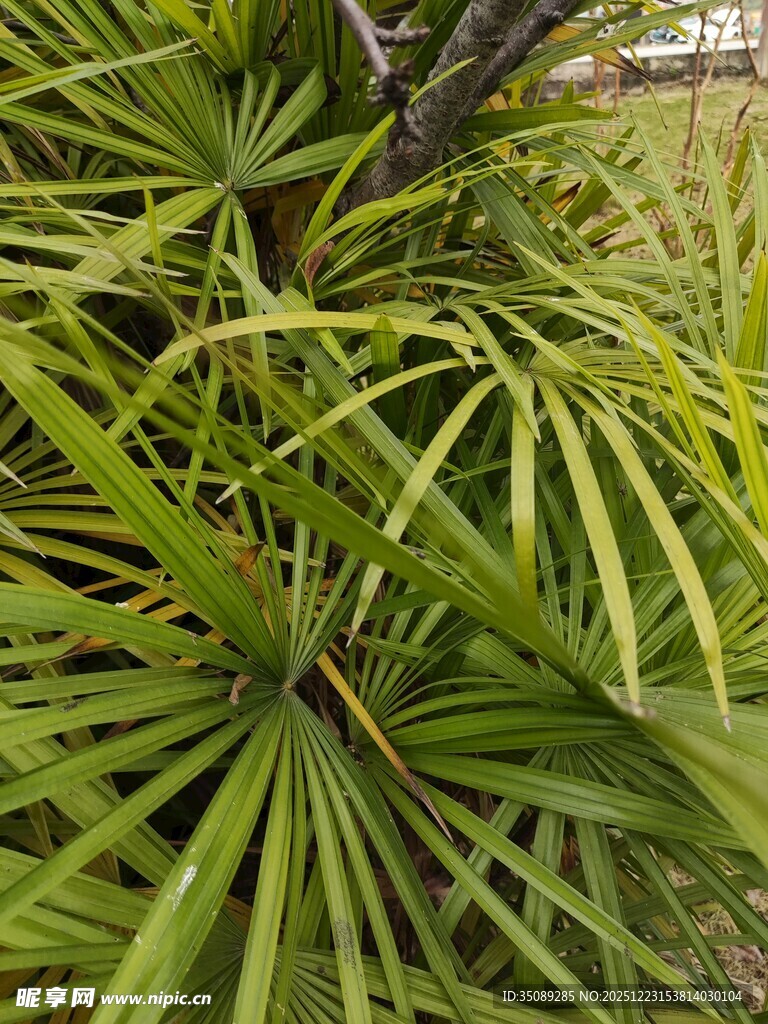 翠绿蒲葵叶片特写