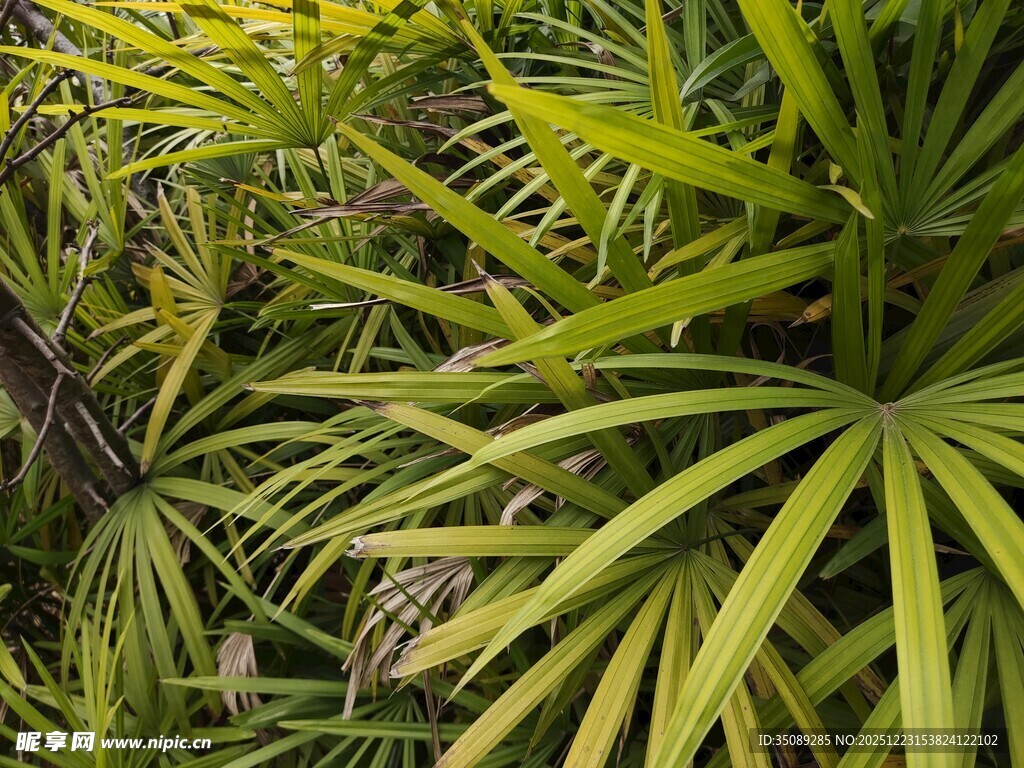 翠绿蒲葵叶片特写