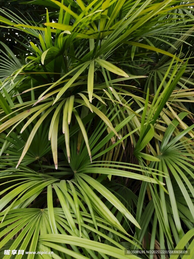翠绿棕榈叶尽显自然生机