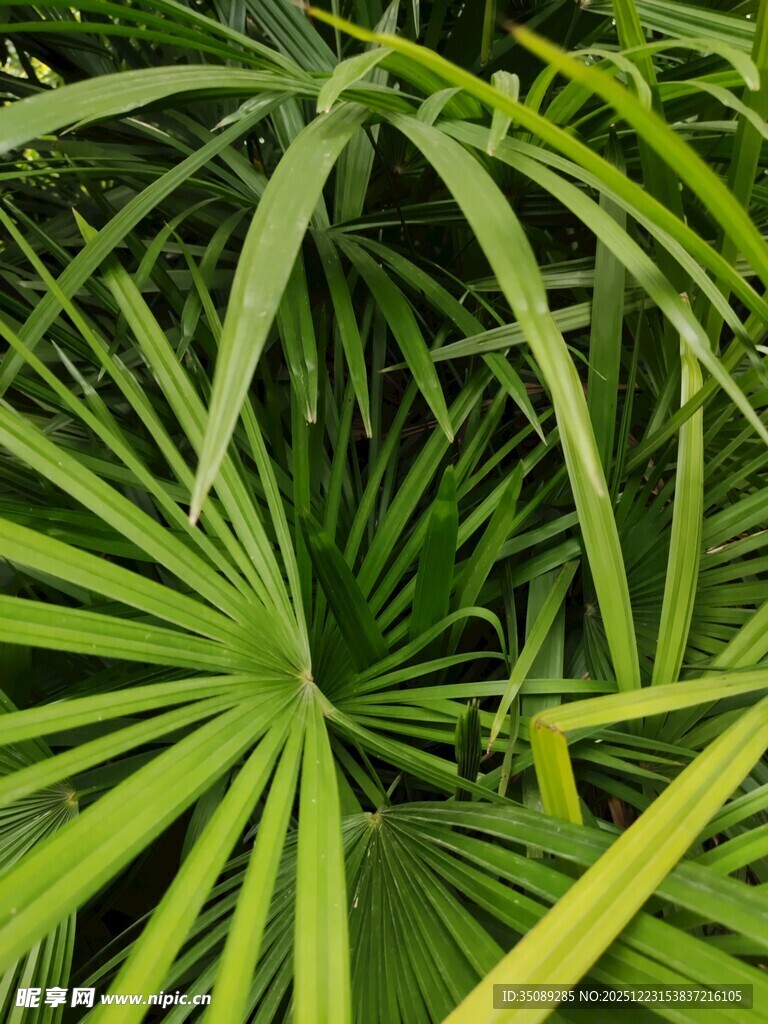 翠绿扇形叶片植物特写