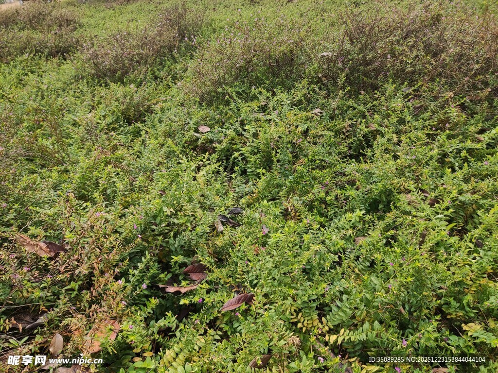 野外繁茂的绿色植物景观