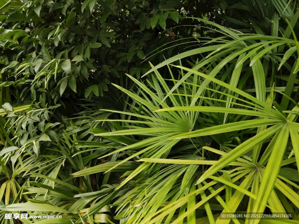 翠绿多姿的热带植物景观