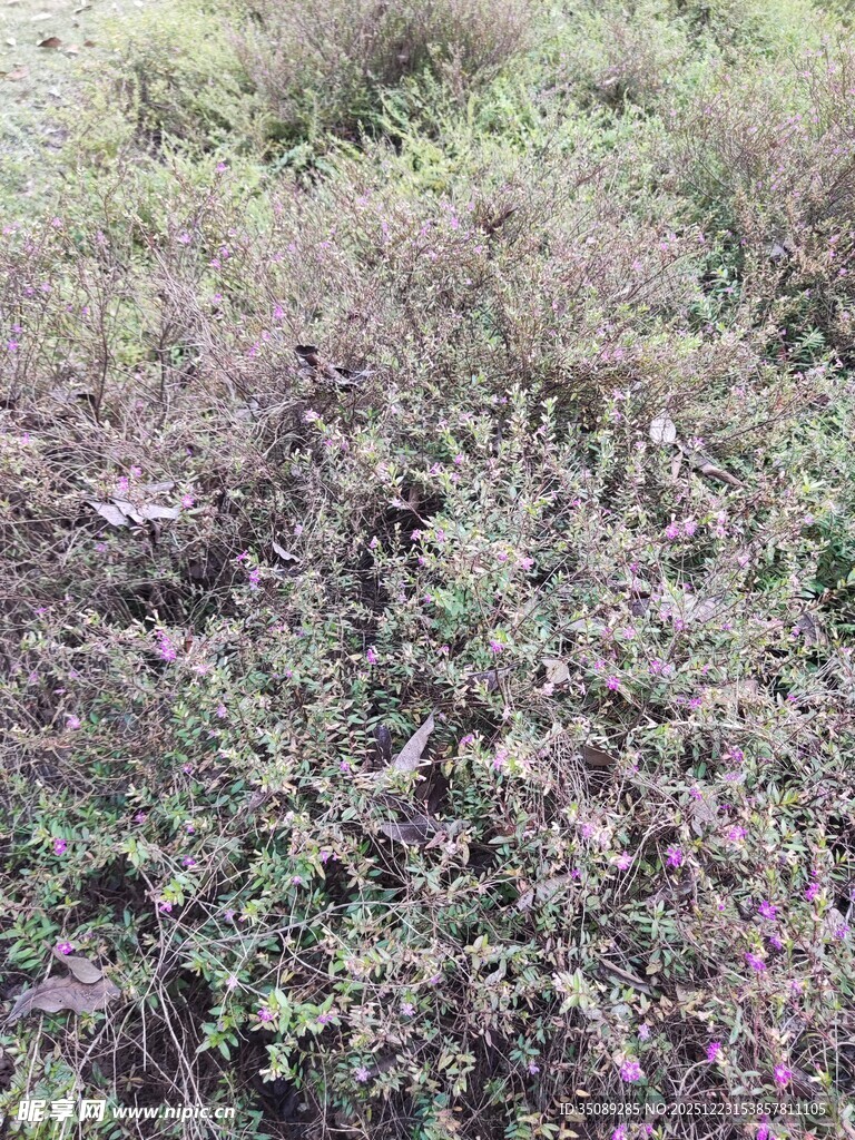 野外繁茂杂草景象