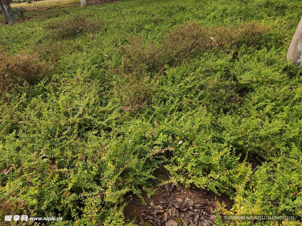 绿意盎然的草地景观