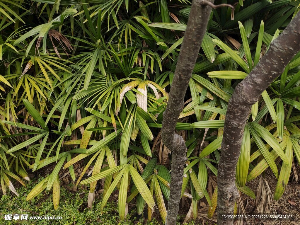 翠绿繁茂的热带植物景观
