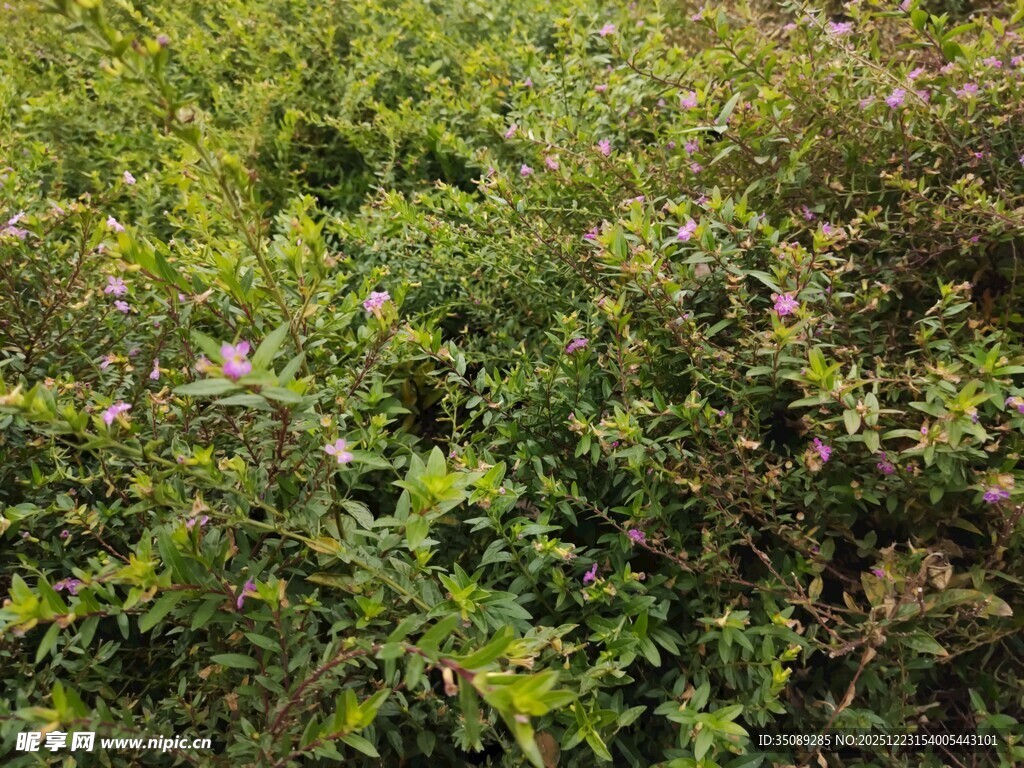 绿意盎然的繁茂植物景观