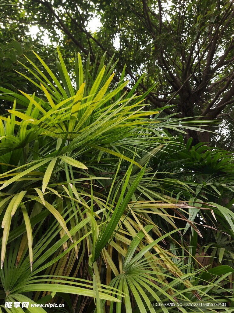 翠绿繁茂的热带植物景观