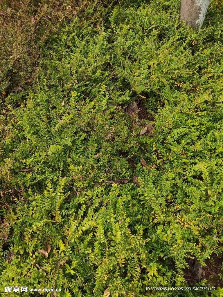 翠绿繁茂的丛生植物