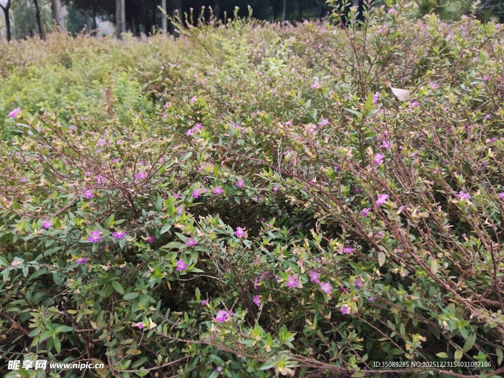 野外繁茂的紫色花丛