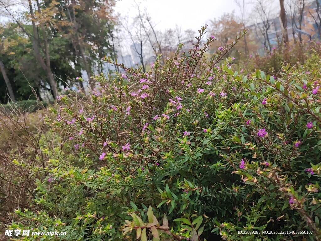 野外繁茂花丛景观