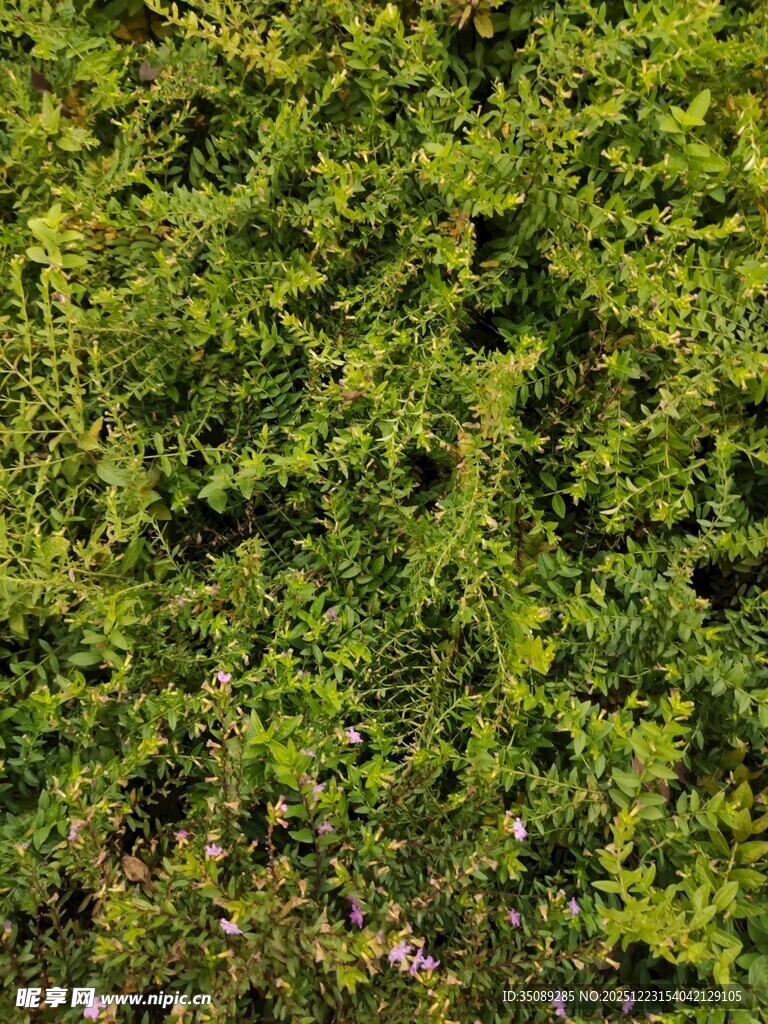 翠绿繁茂的植物墙