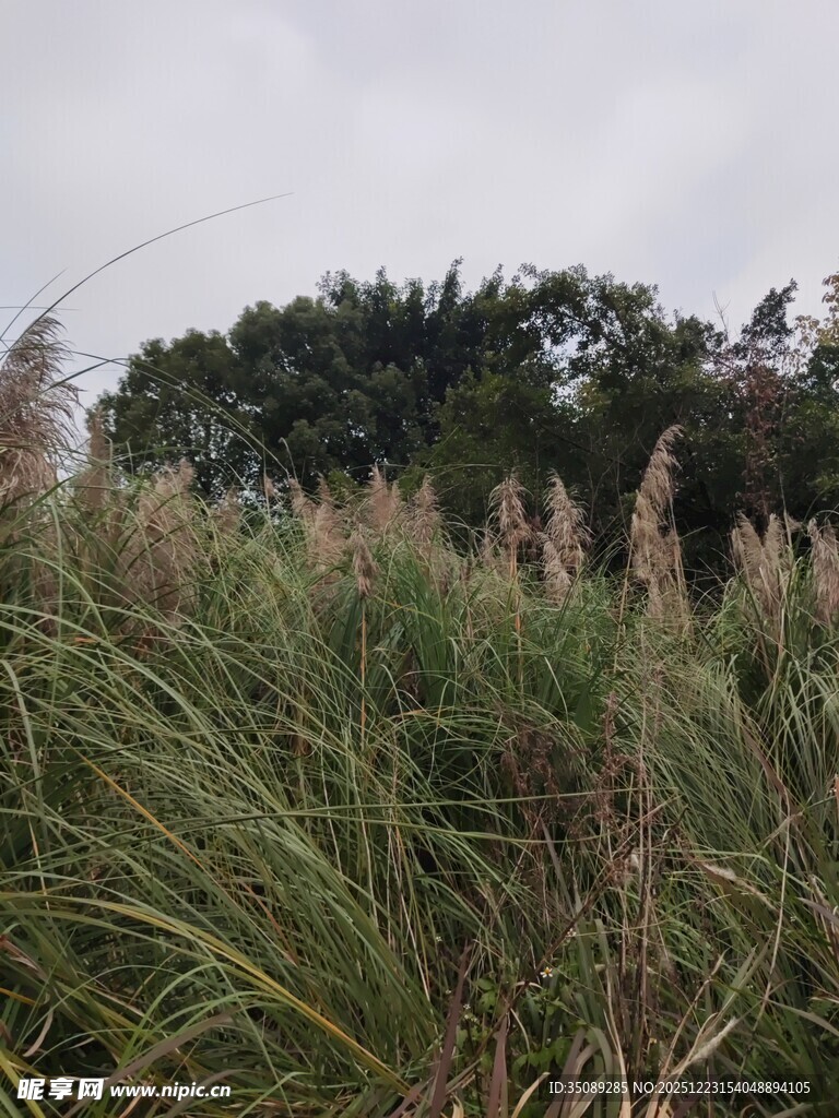 野外芦苇丛景观