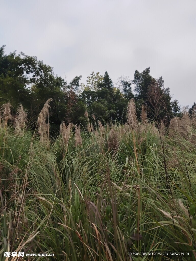 野外茂密的芦苇与树木景观