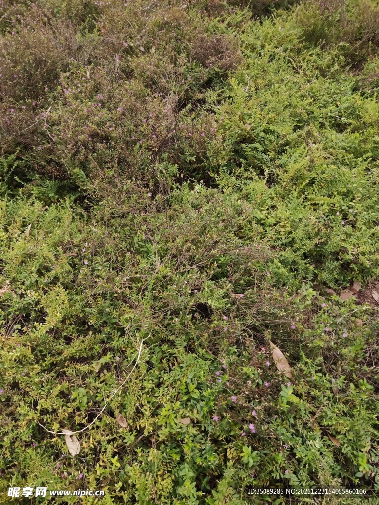 地面繁茂绿植景观
