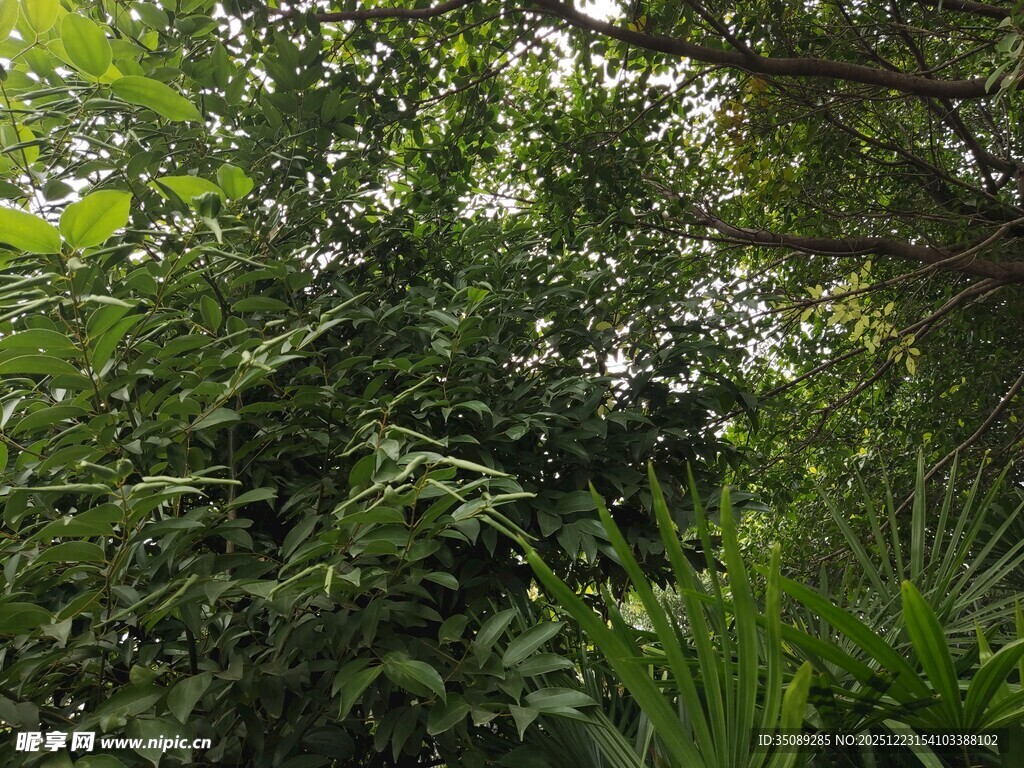 繁茂绿植自然绿意景象