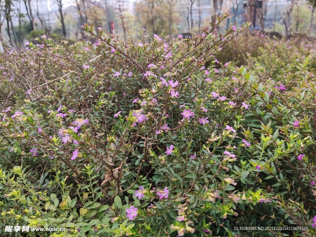 繁茂花丛中的紫色小花