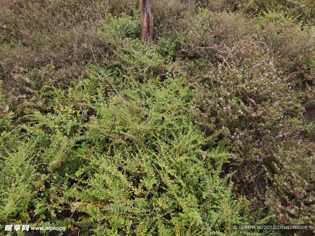 茂密绿植中的自然景象