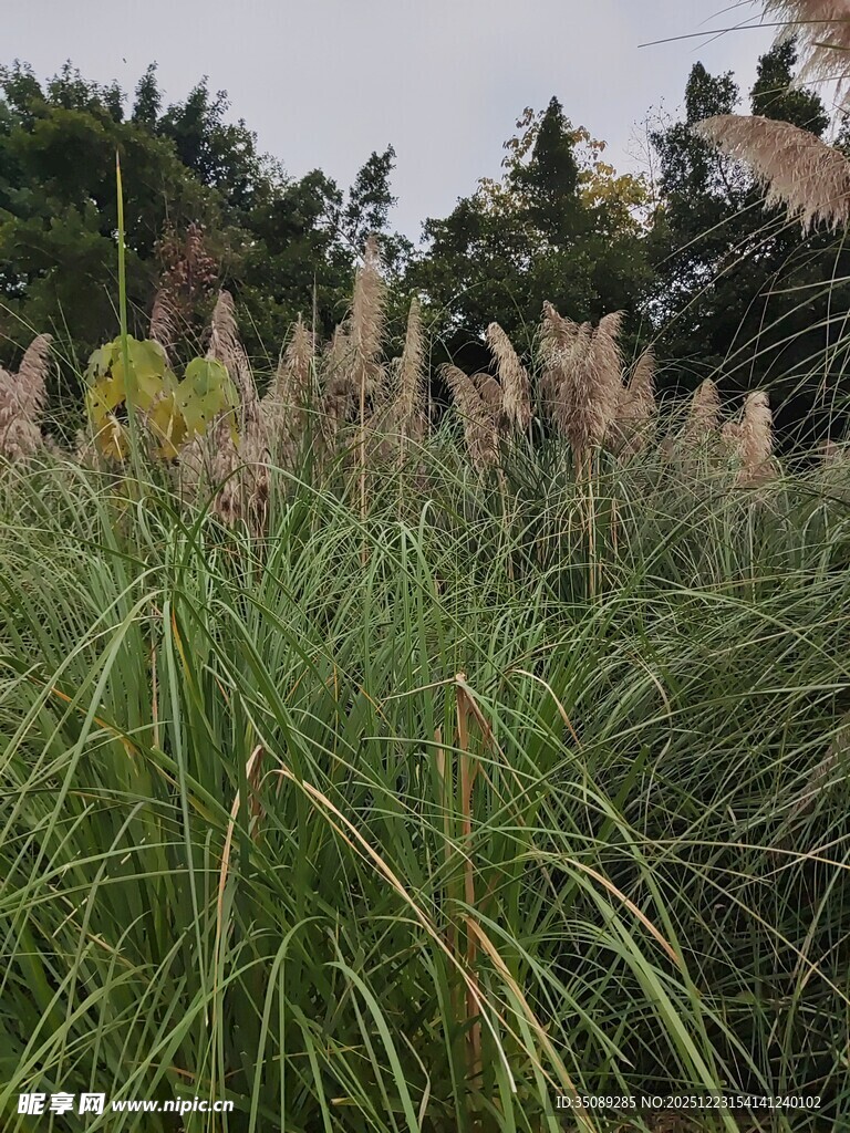 户外茂密的蒲苇植物景观