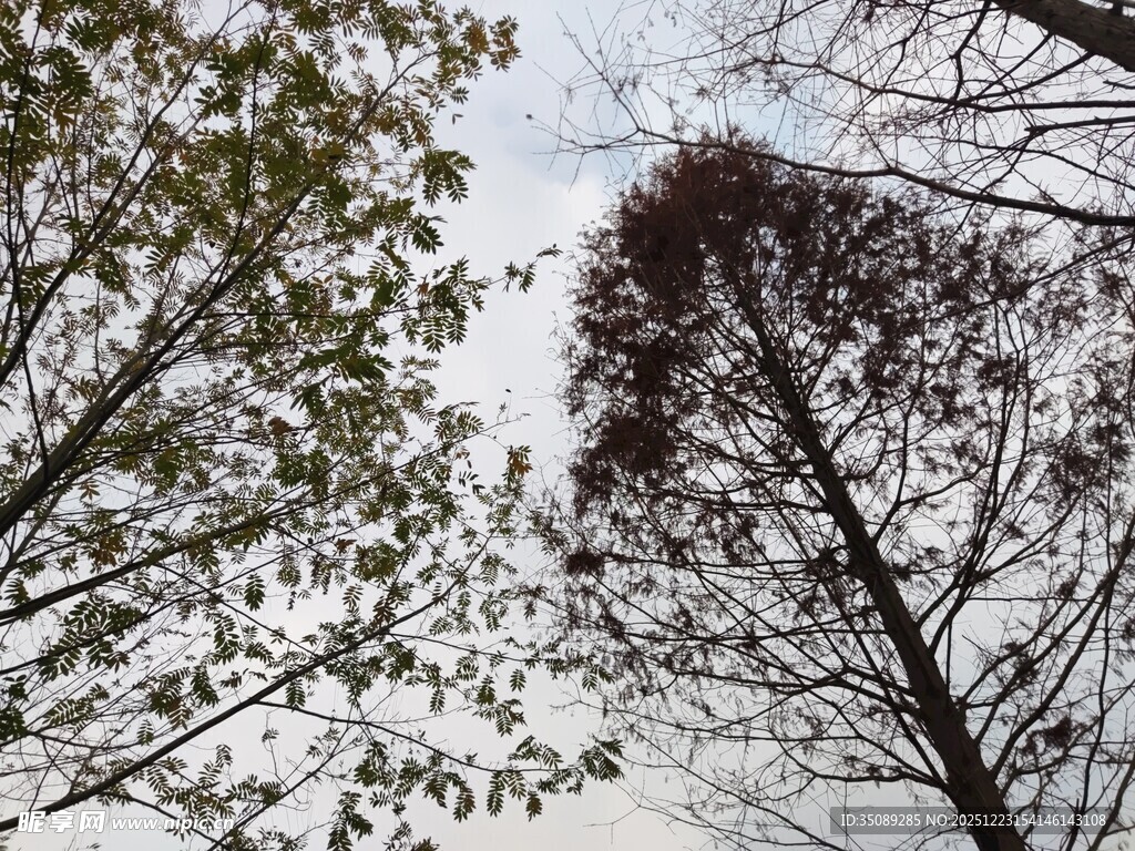 冬日枯树与绿叶景象