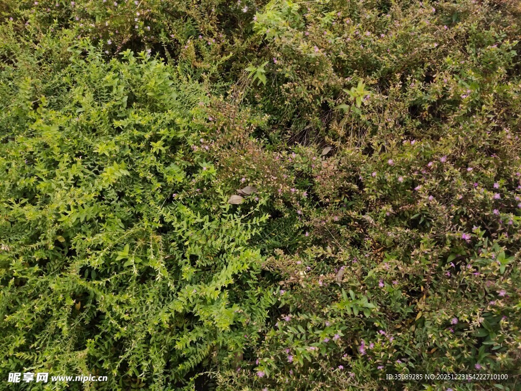 翠绿与褐紫交织的植物景观