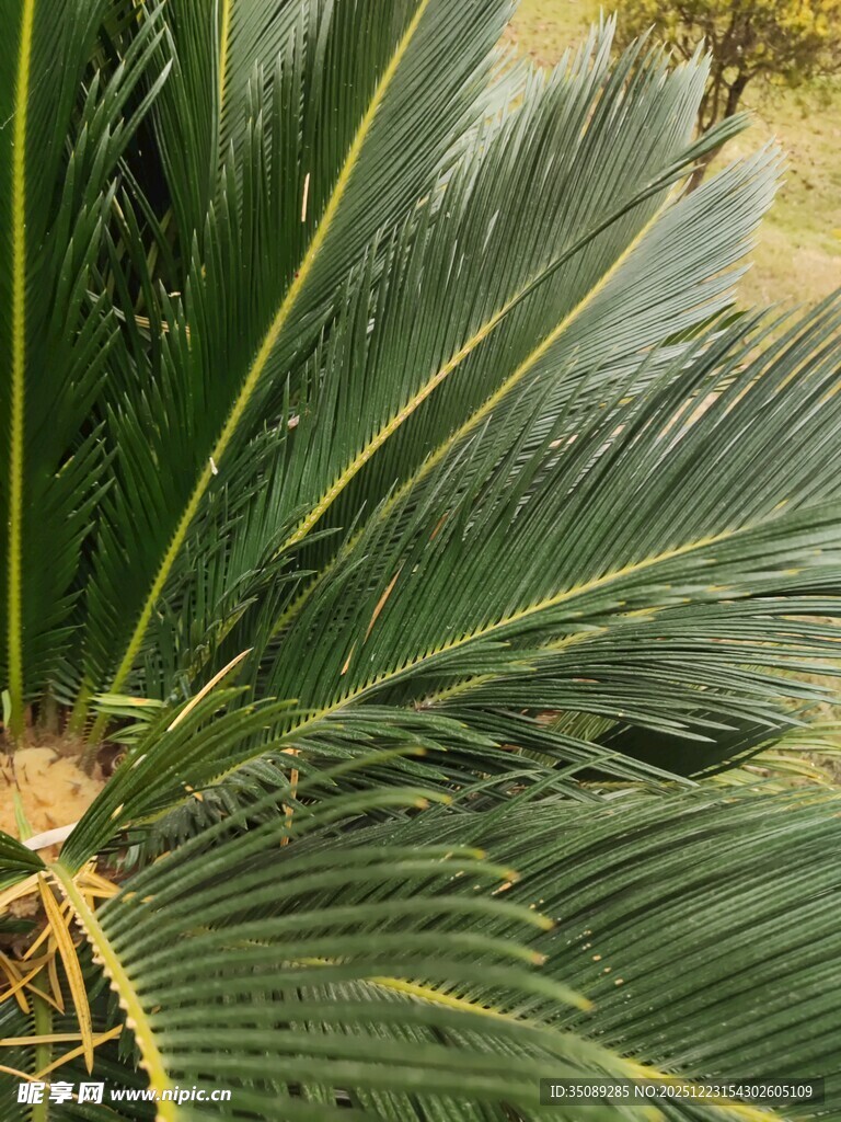 特写翠绿的扇形棕榈叶