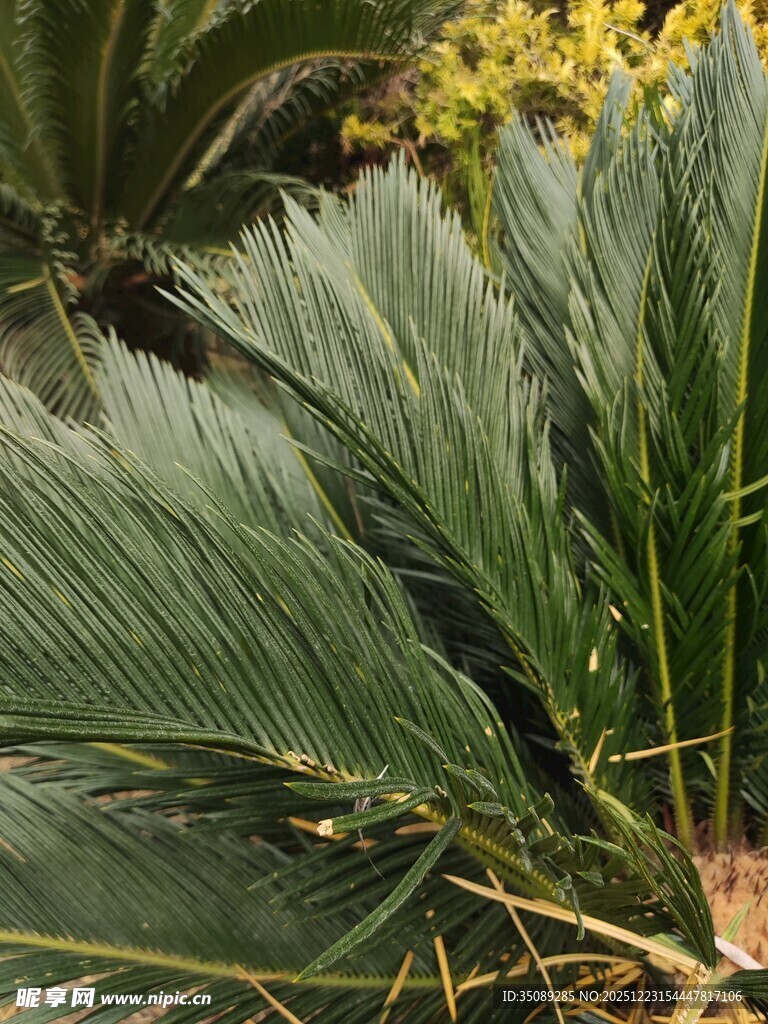 翠绿扇形棕榈叶植物景观