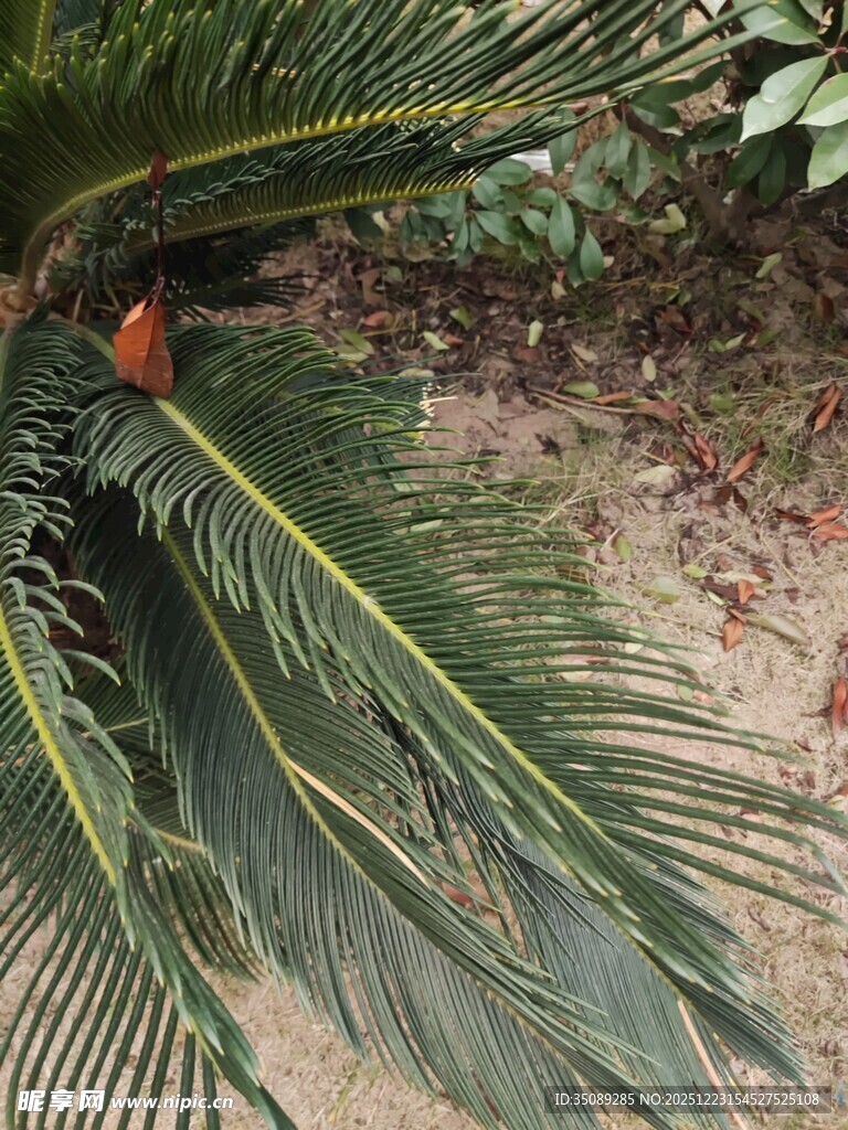 棕榈叶上的橙色小鸟