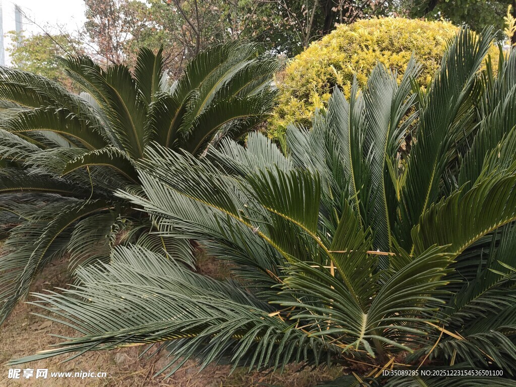 铁树绽放黄色花朵
