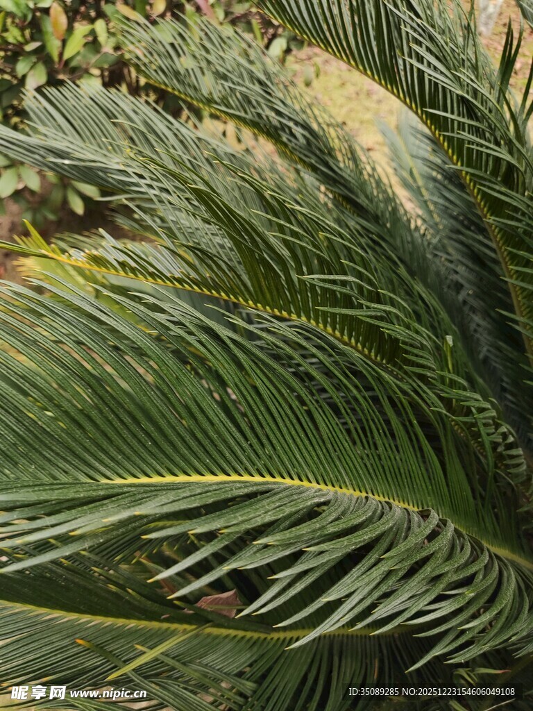 羽状棕榈叶特写