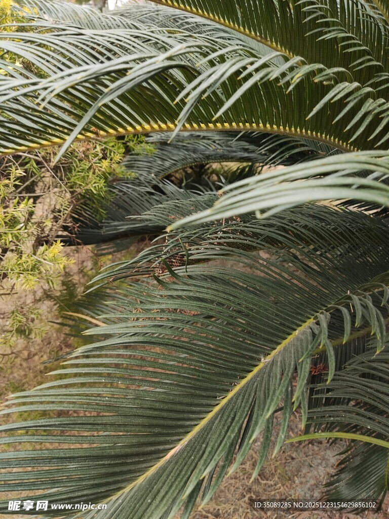 棕榈叶间的隐秘景象