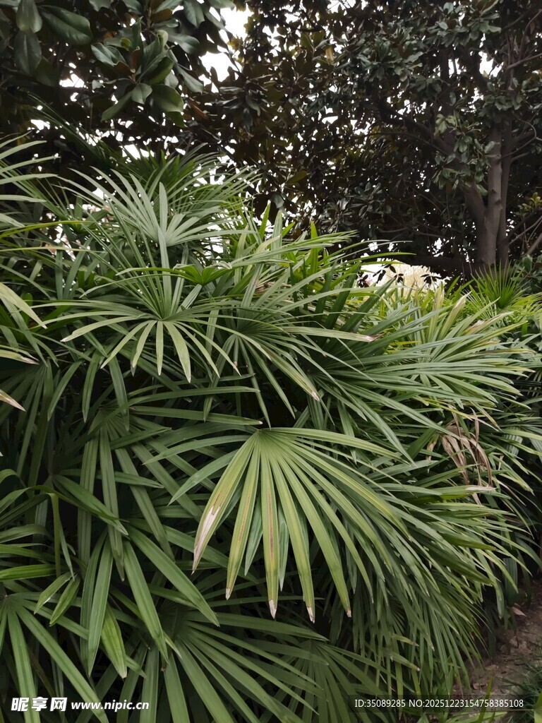 翠绿蒲葵叶自然清新景