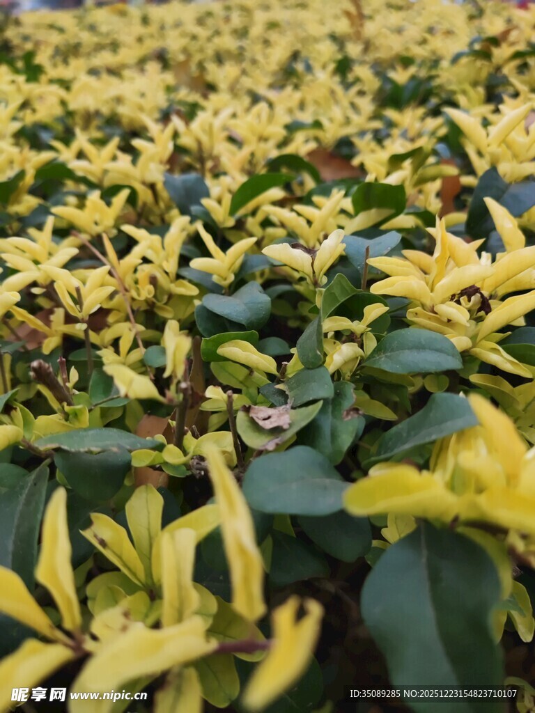 金黄绿叶交织的植物景观