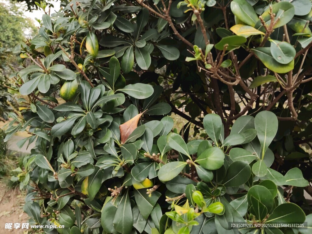 绿叶繁茂的植物景观