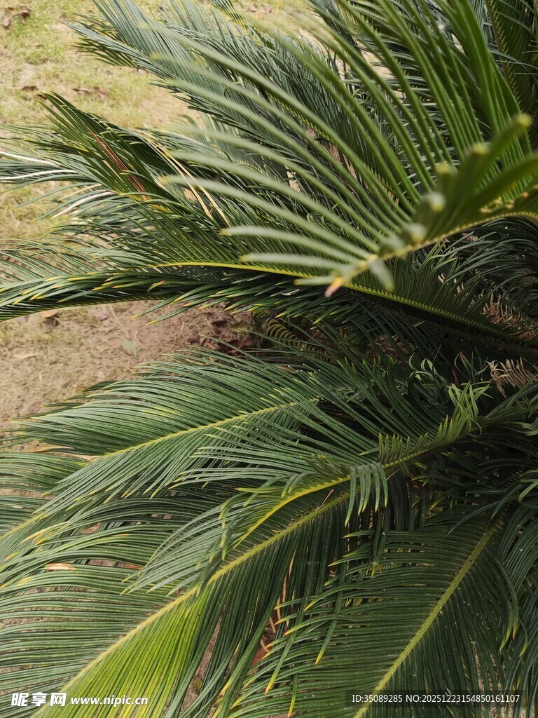 翠绿棕榈叶特写
