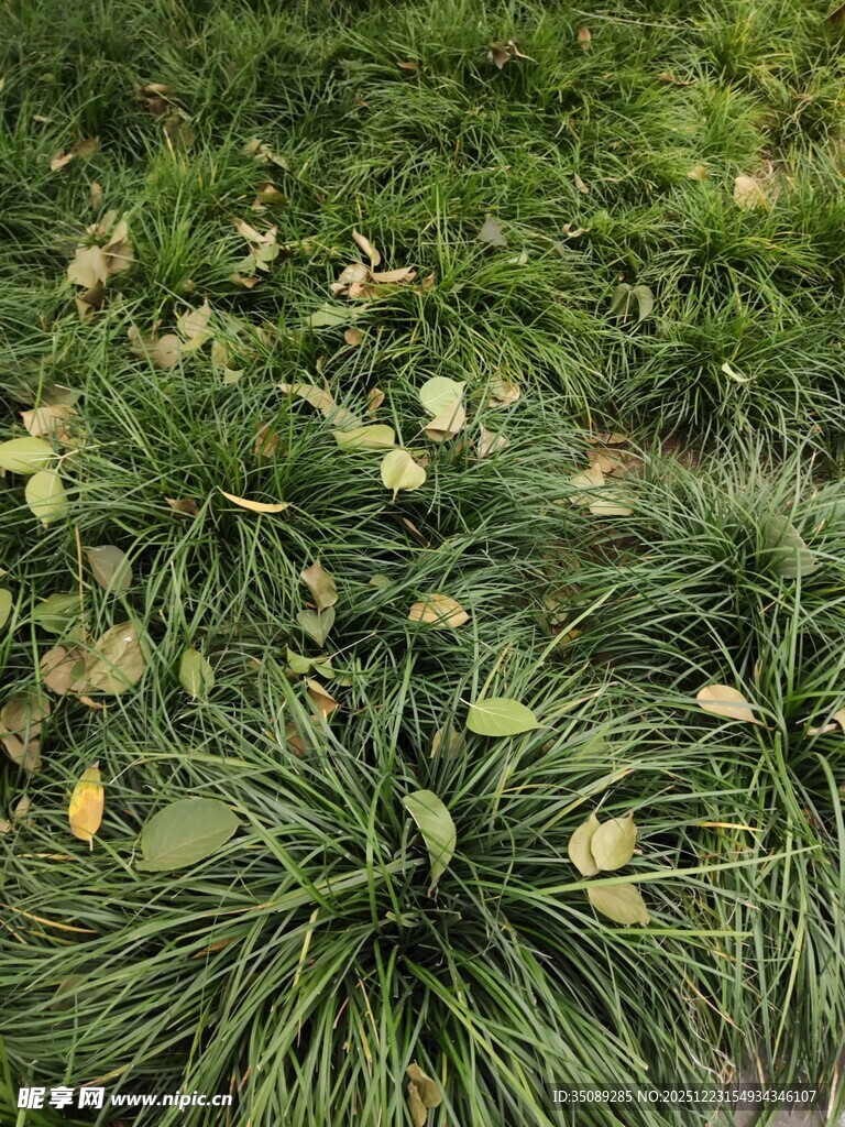 地面上的松针与落叶