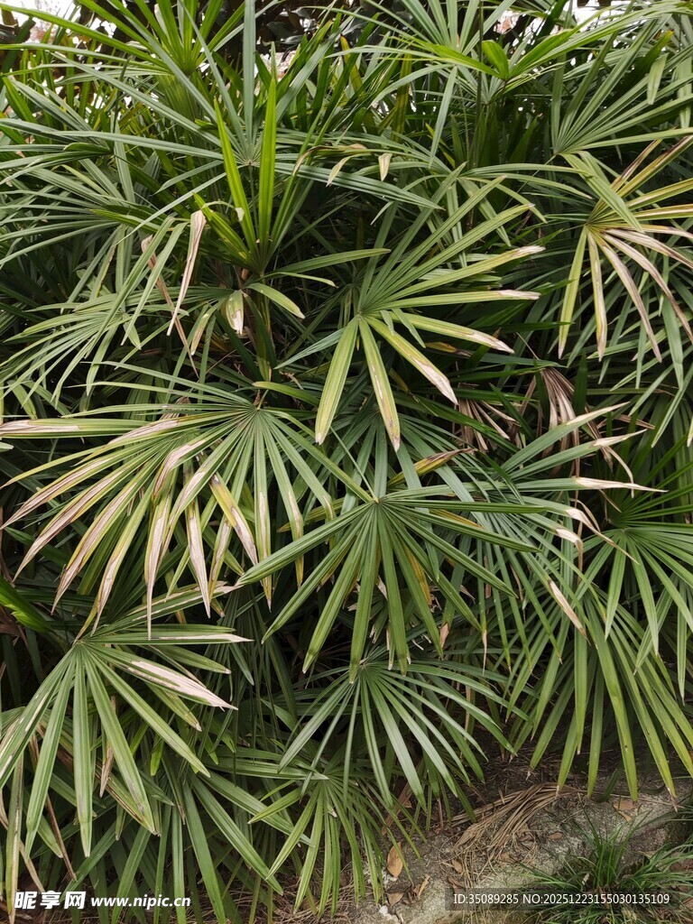 翠绿棕竹植物景观