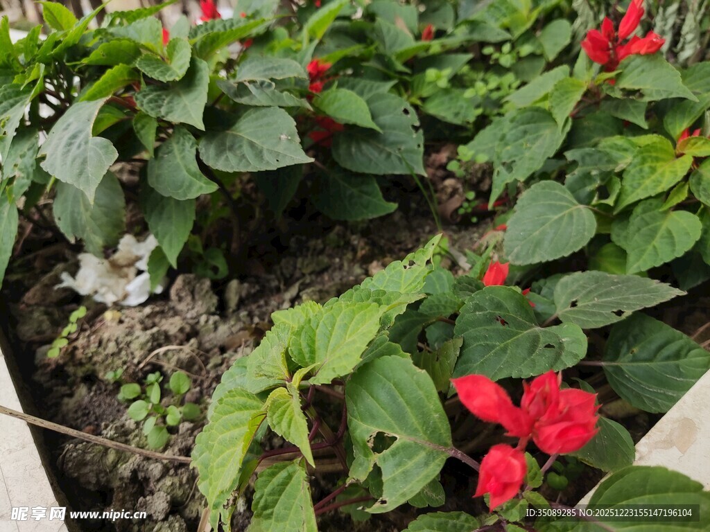 盆栽红色花卉绿意盎然