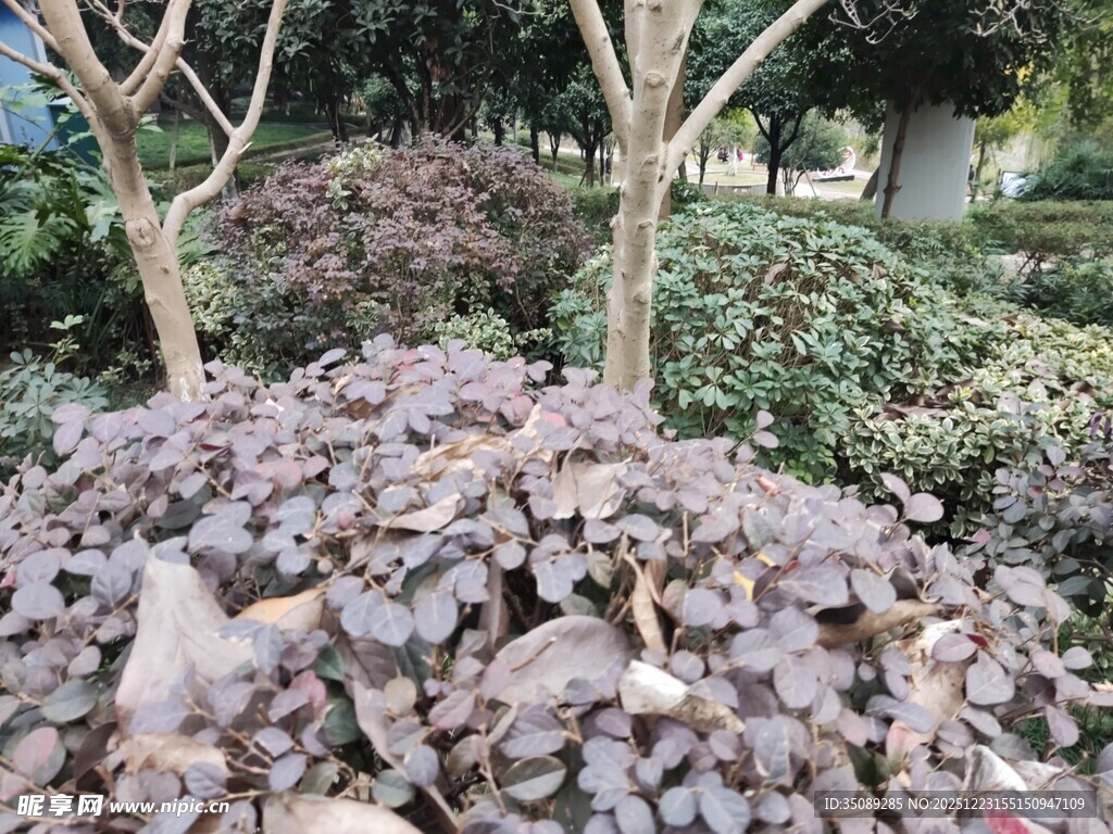 地面枯叶与周边绿植景象