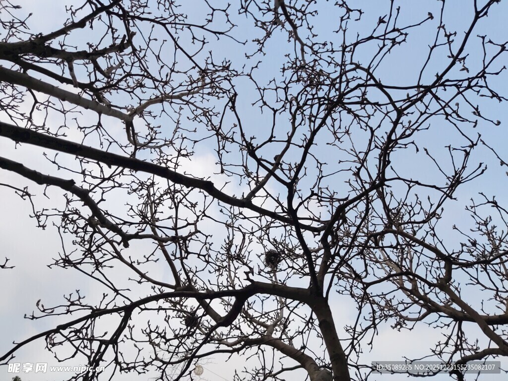 冬日光秃树枝映蓝天