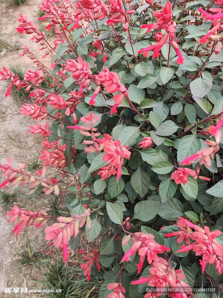 鲜艳红花绿叶植物景观