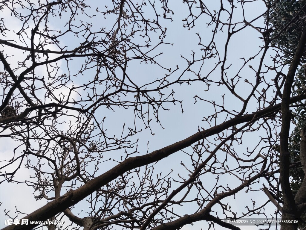 冬日树枝剪影