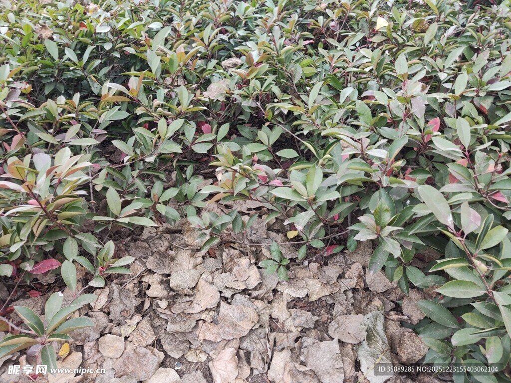 地面绿植与碎石景观