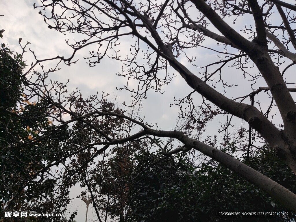 树枝映衬下的灰白天空