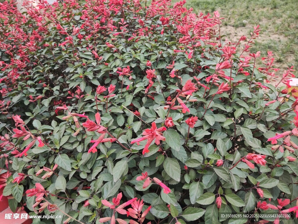 红色花卉绿植景观